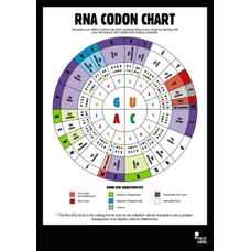 Philip Harris RNA Codon Poster