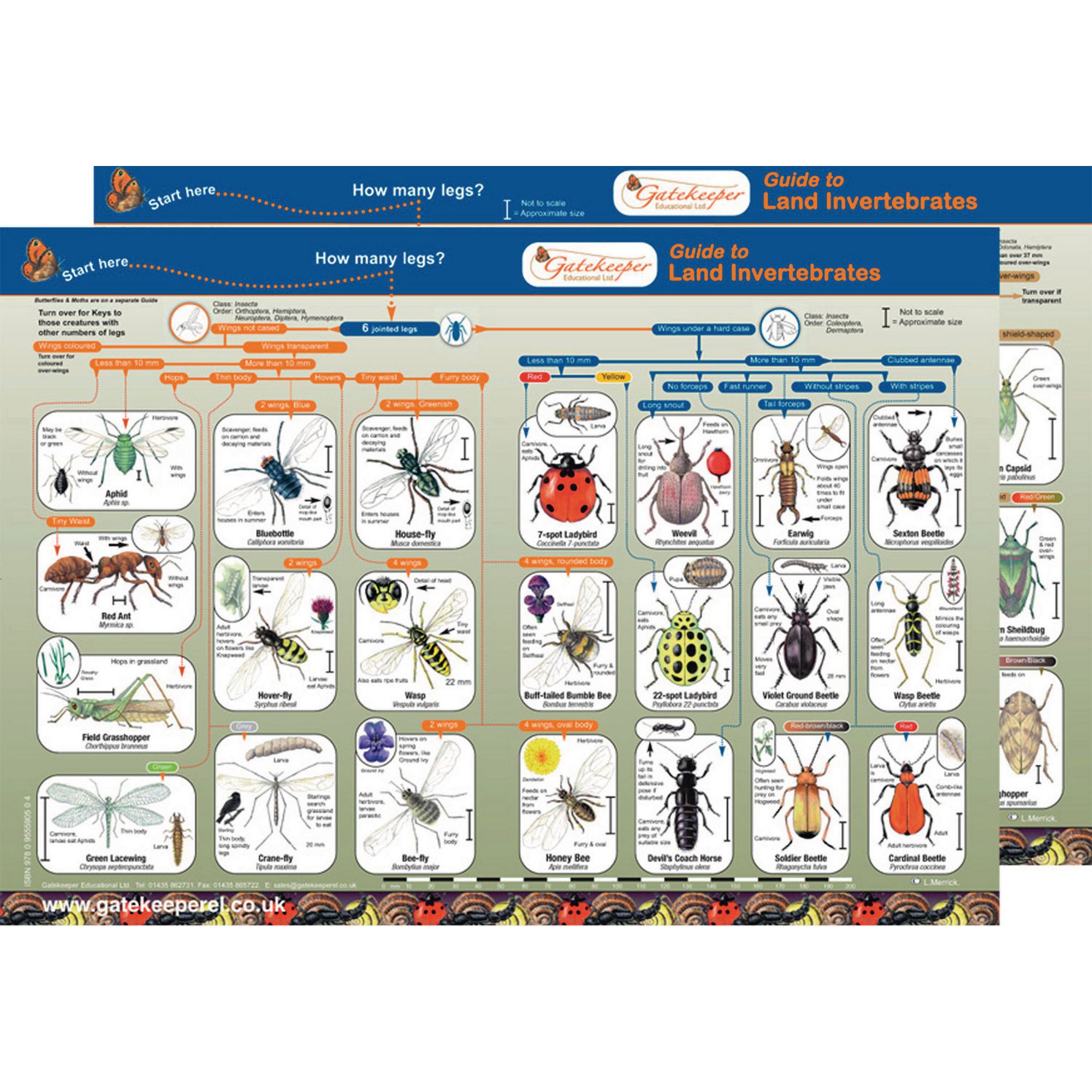 Land Invertebrates Identification Guide