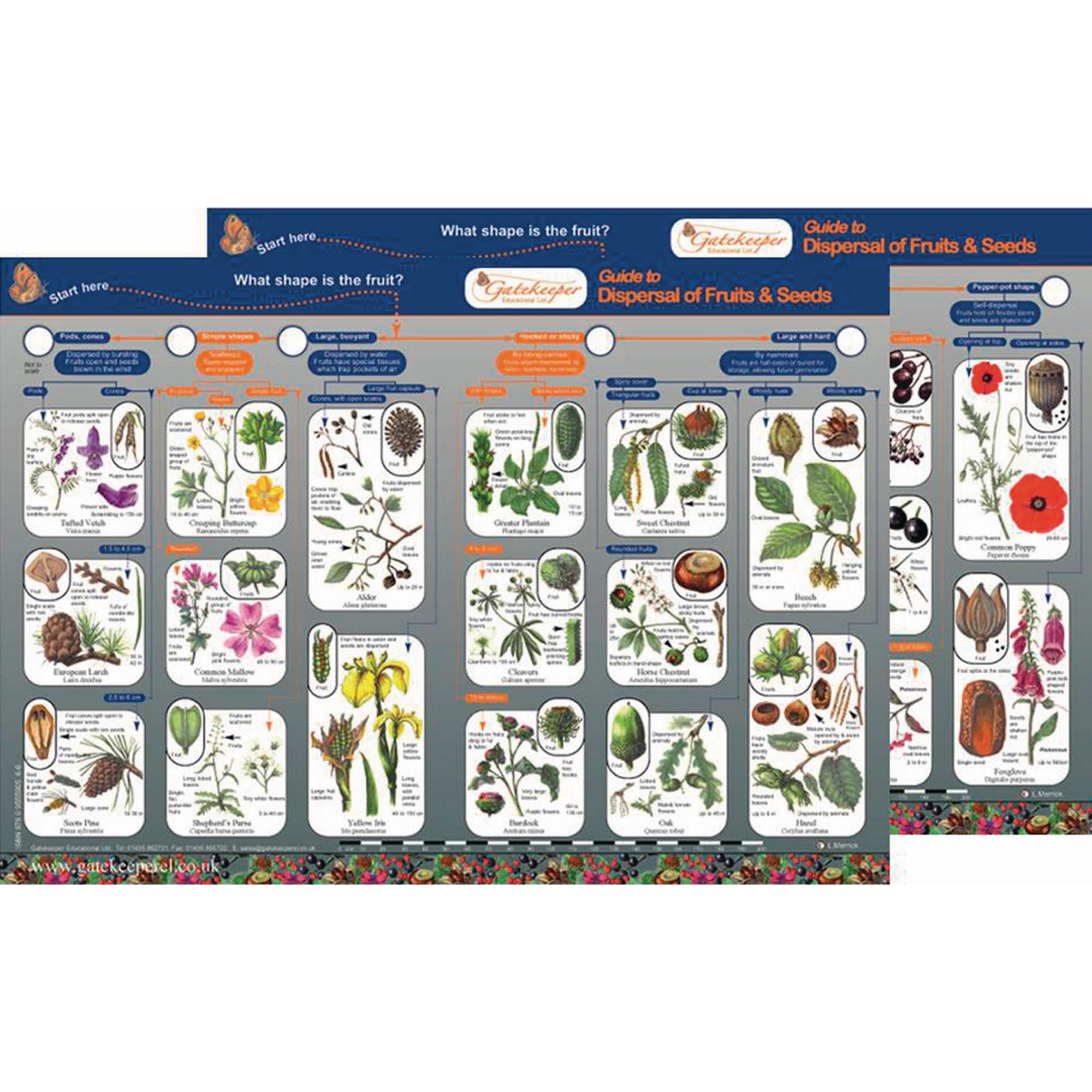 Dispersal Of Fruits And Seeds Guide
