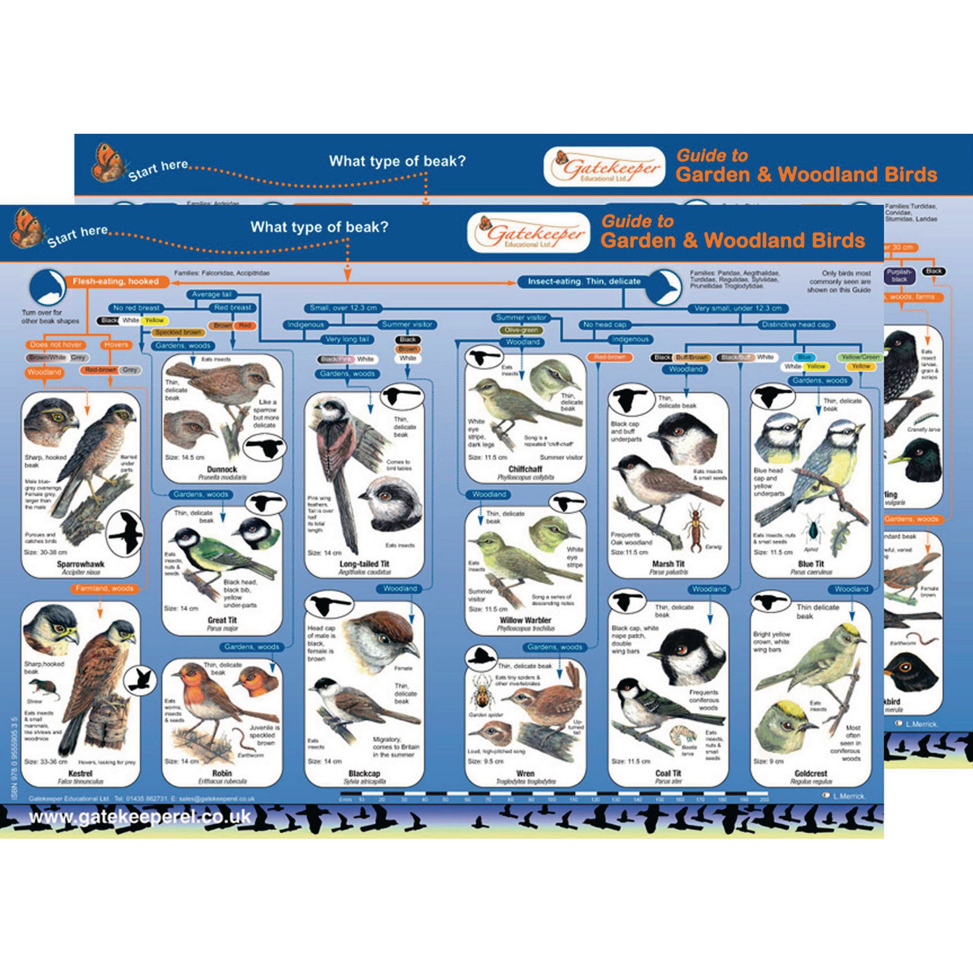 Common Birds Identification Guide