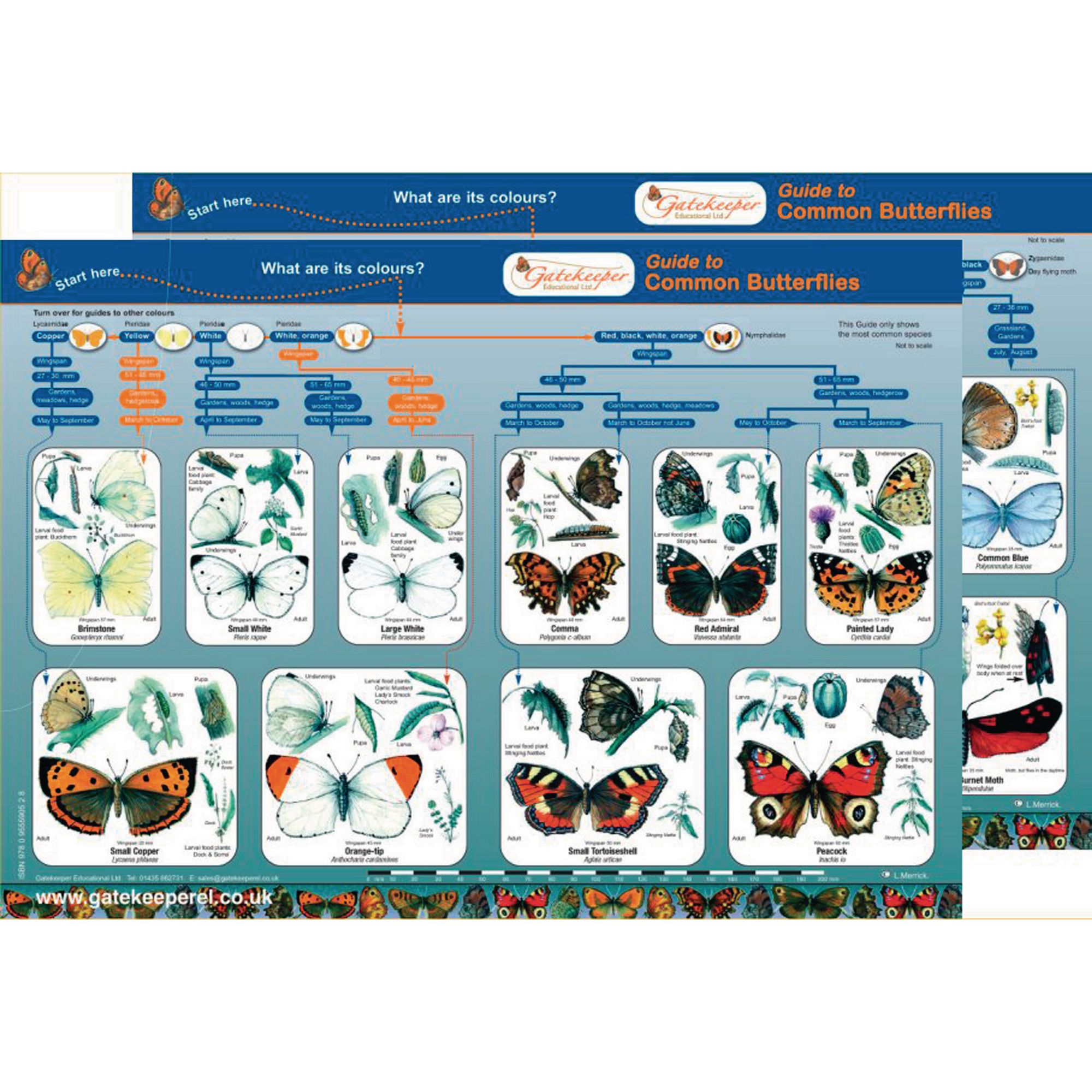 Common Butterflies Identification Guide