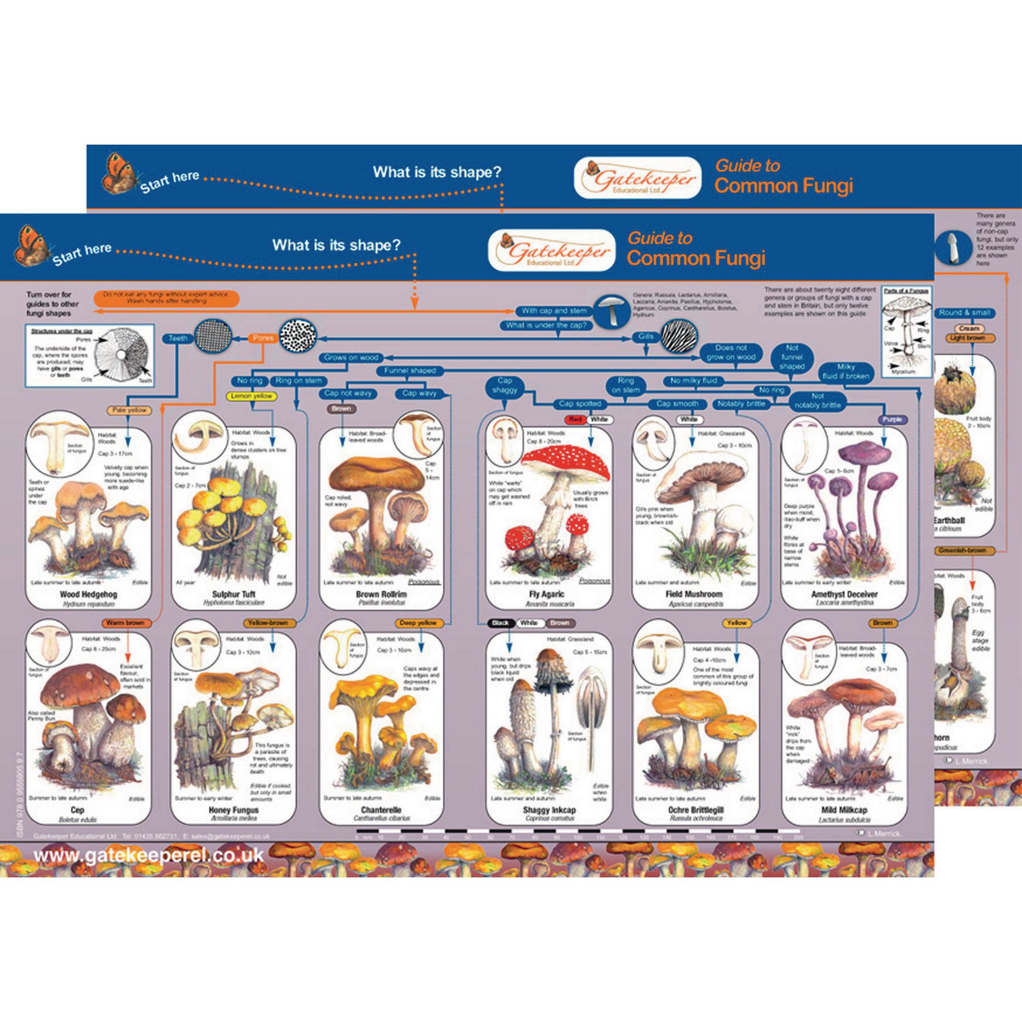 Common Fungi Identification Guide
