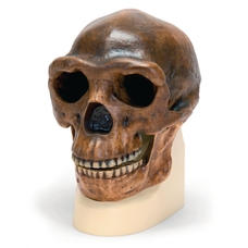 3B Scientific Hominid Skull Model - Homo erectus pekinensis