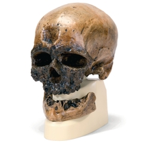 3B Scientific Hominid Skull Model - Homo Sapiens