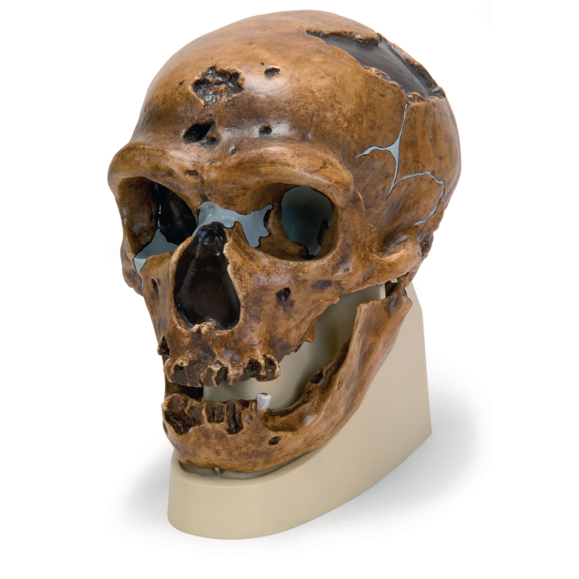 Homo Neanderthalensis Skull