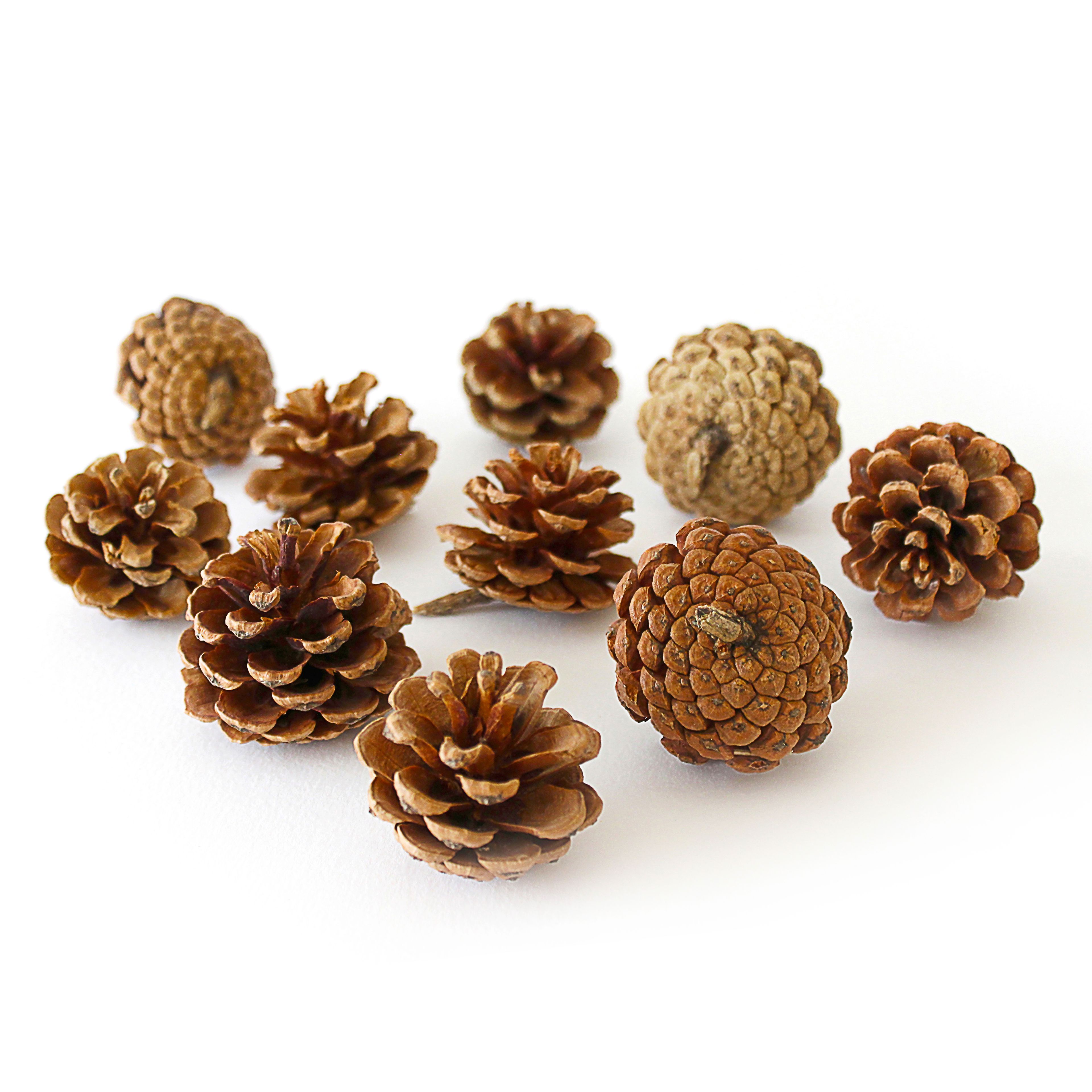 Rainbow Eco Play Pine Cones - 500g