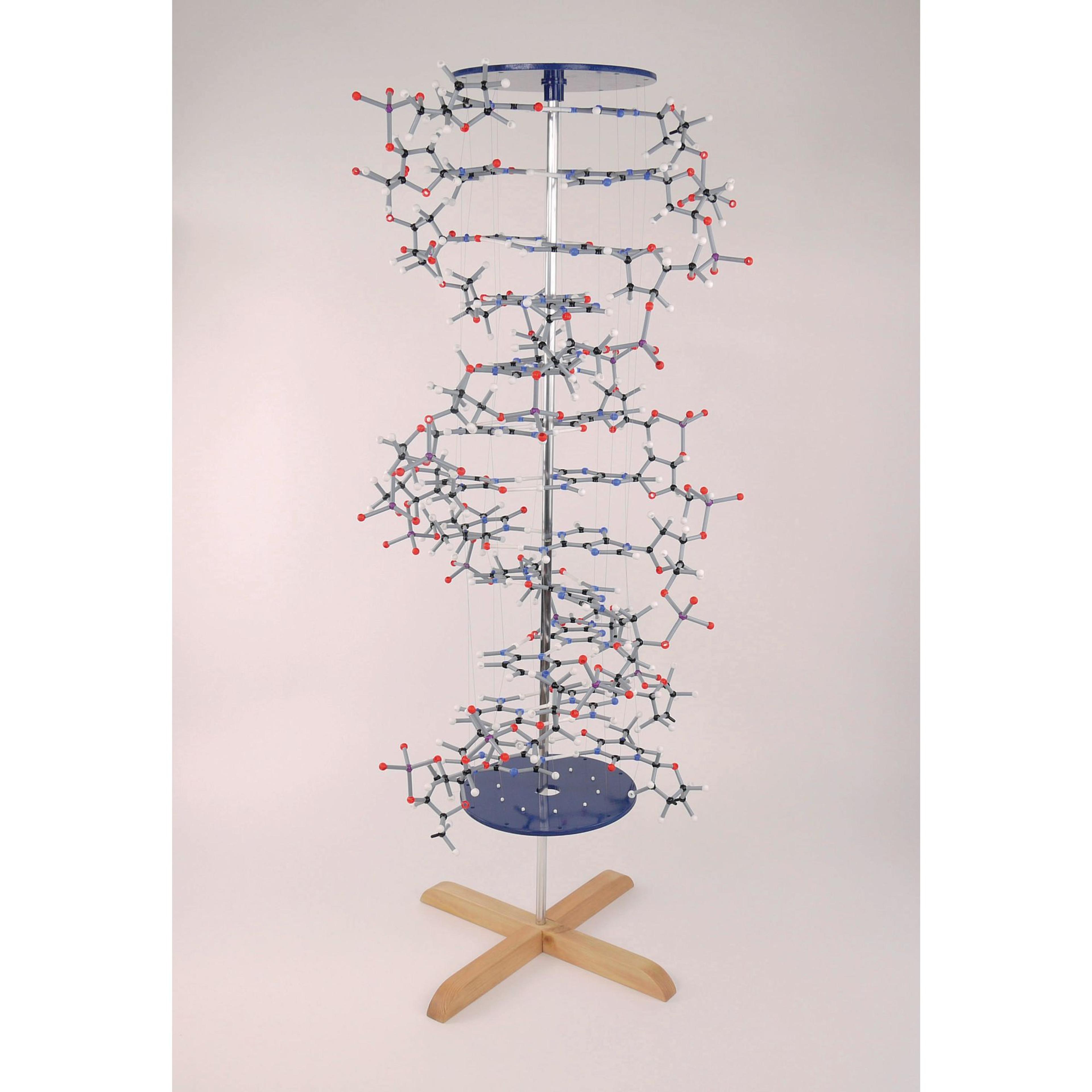 cochranes Orbit Proview DNA Model Kit