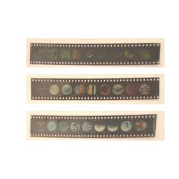 Micro Slide Set - Cells of Your Body - Pack of 10