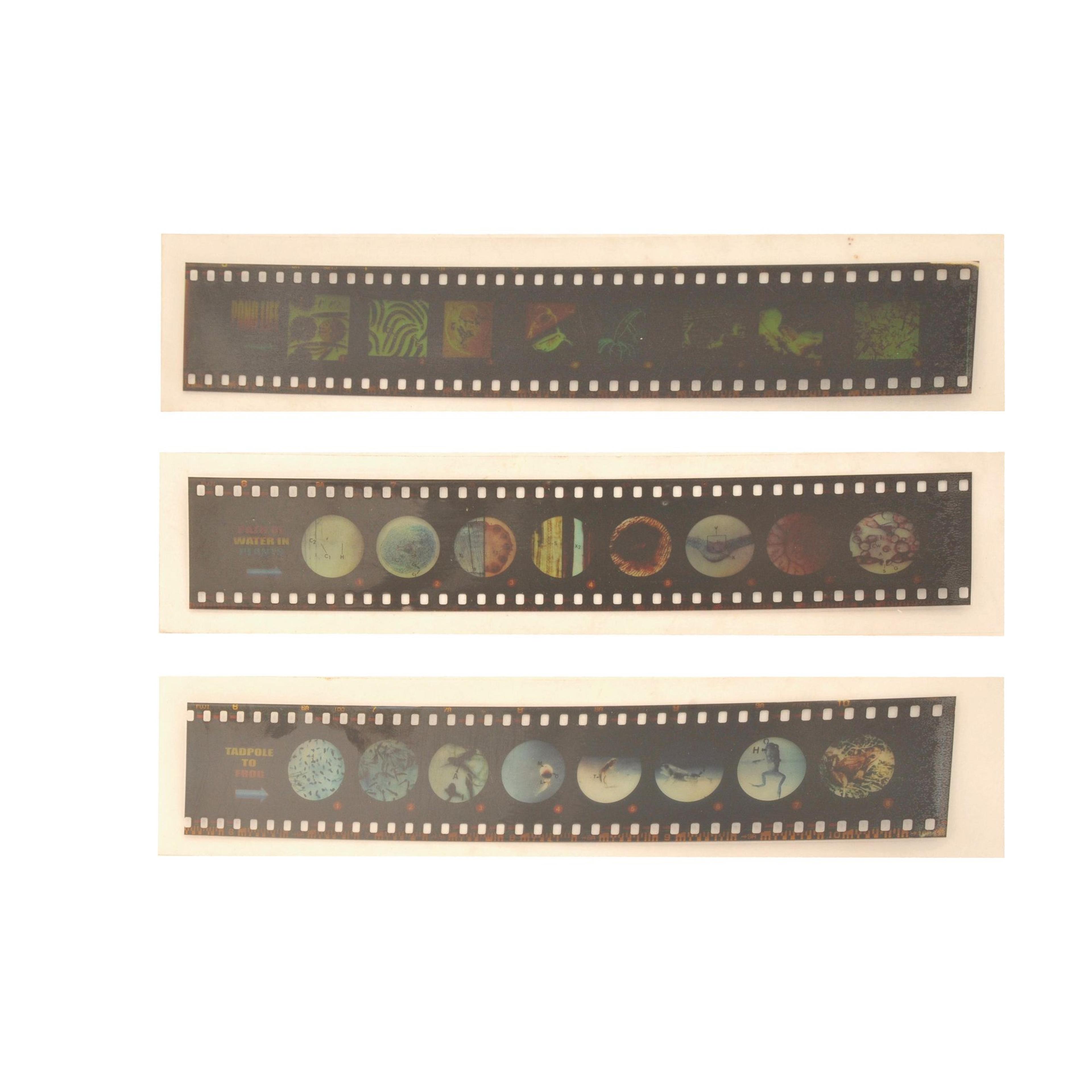 Micro Slide Set - Cells of Plants - Pack of 10