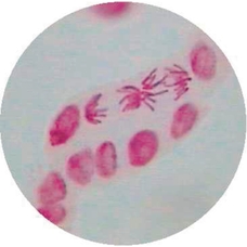 Philip Harris Prepared Microscope Slide - Allium Root Tip L.S. 