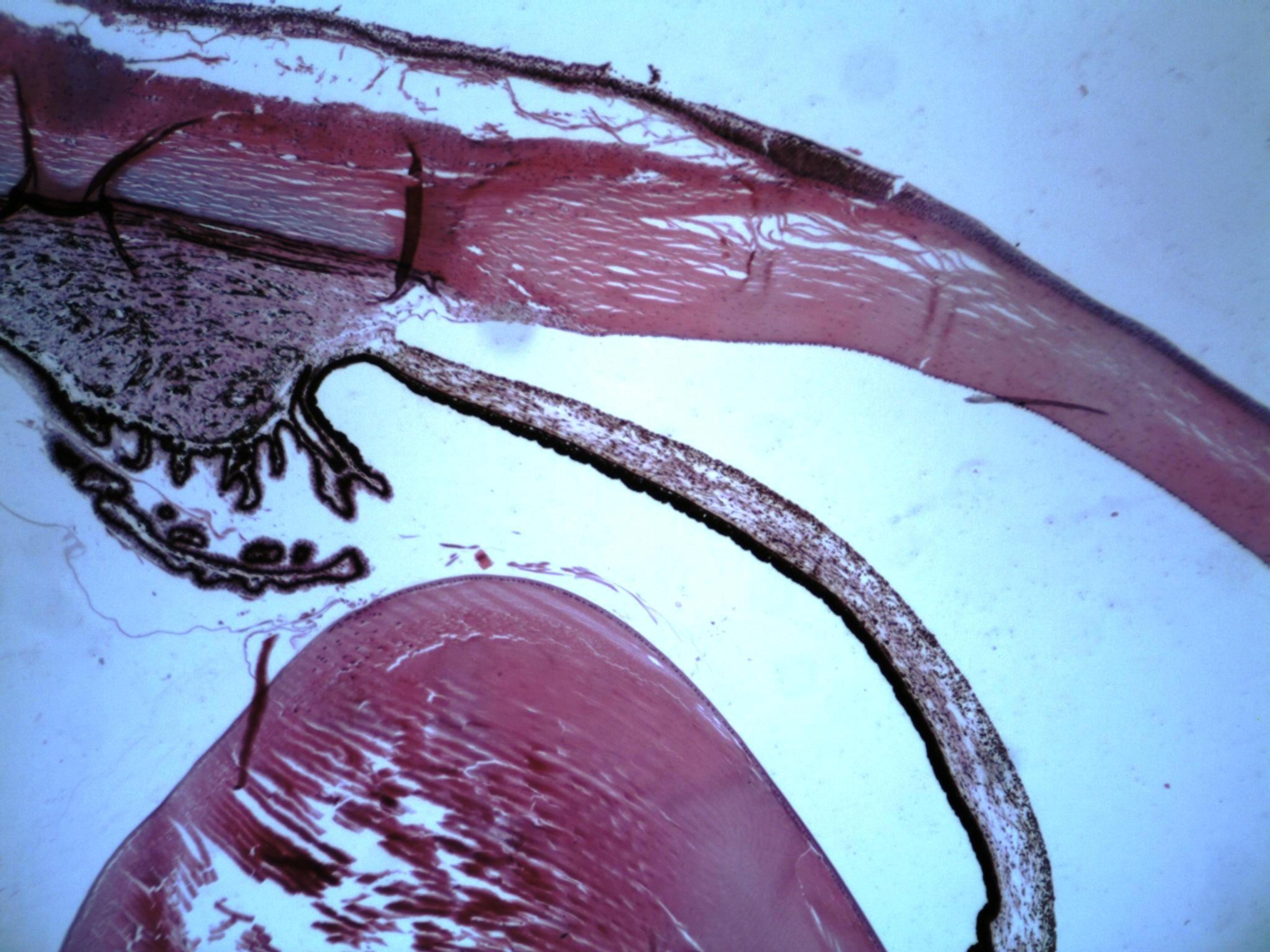 Philip Harris Prepared Microscope Slide - Eye of Mammal T.S.