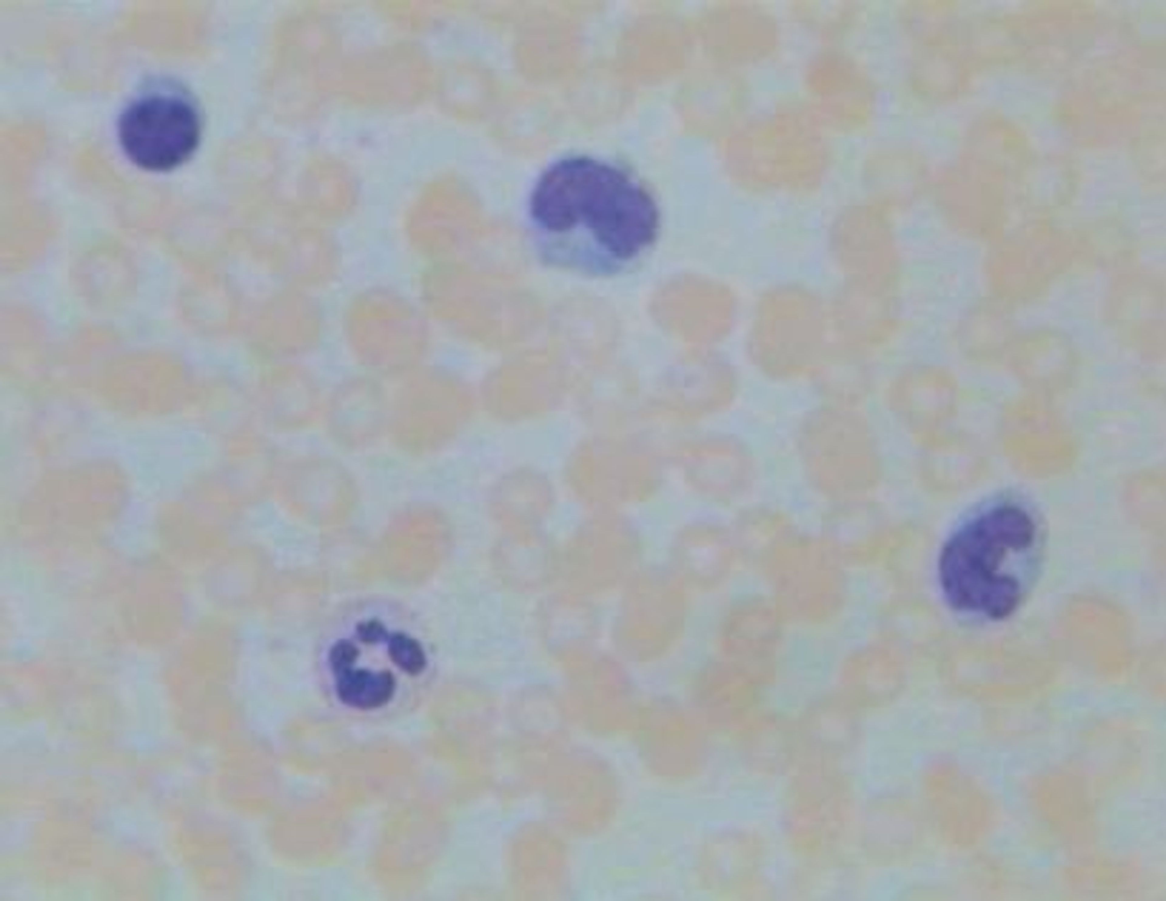 Philip Harris Prepared Microscope Slide Set - Cells, Tissues and Organs - Set of 13 Slides