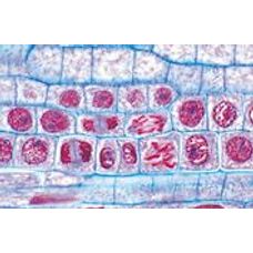 Philip Harris Prepared Microscope Slide Set - Genetics, Reproduction and Embryology - Set of 19 Slides