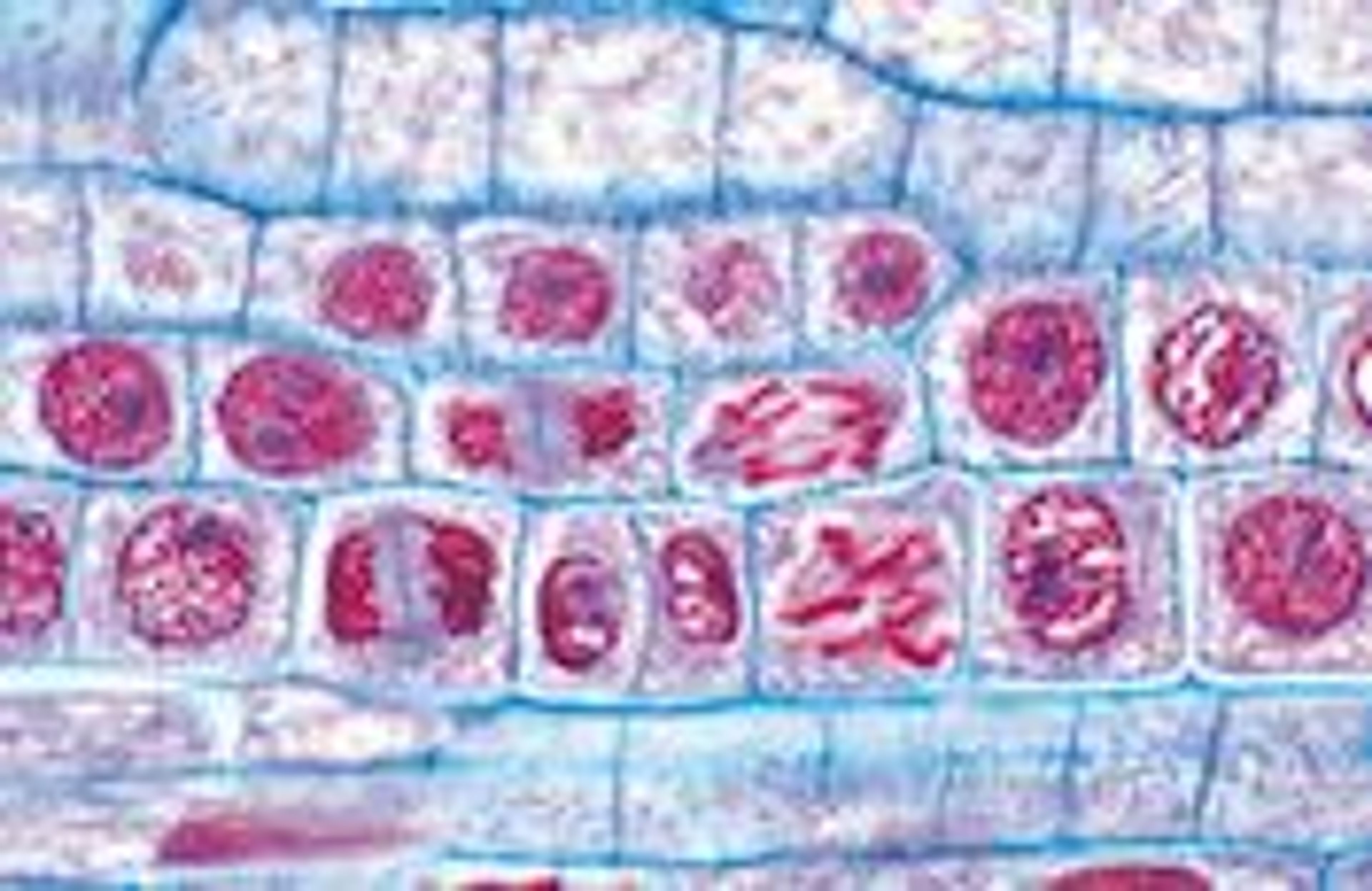 Philip Harris Prepared Microscope Slide Set - Genetics, Reproduction and Embryology - Set of 19 Slides
