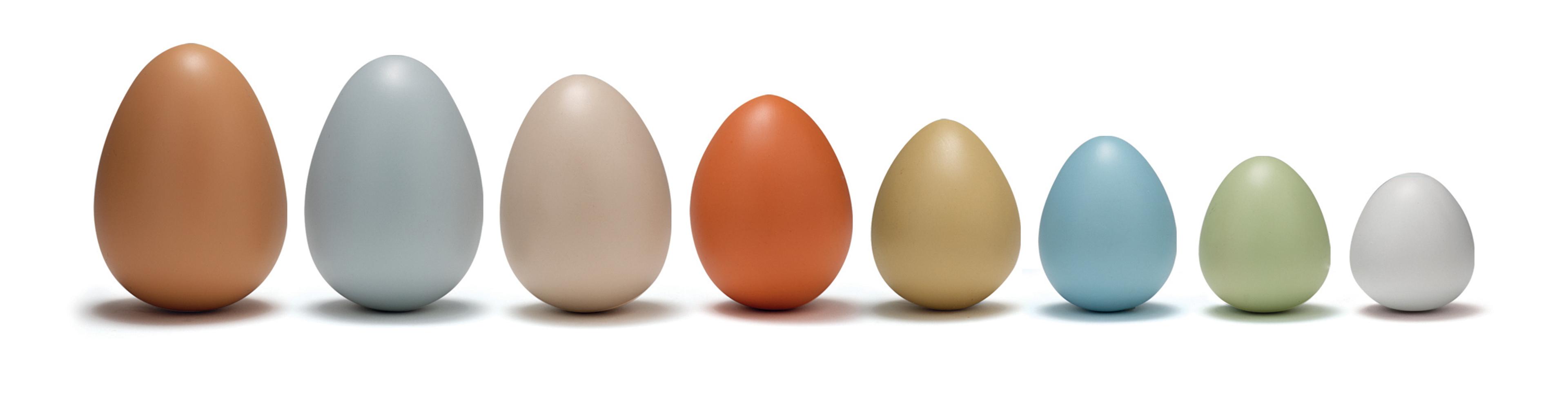 Yellow Door Size Sorting Eggs