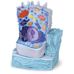 3B Scientific Animal Cell Model