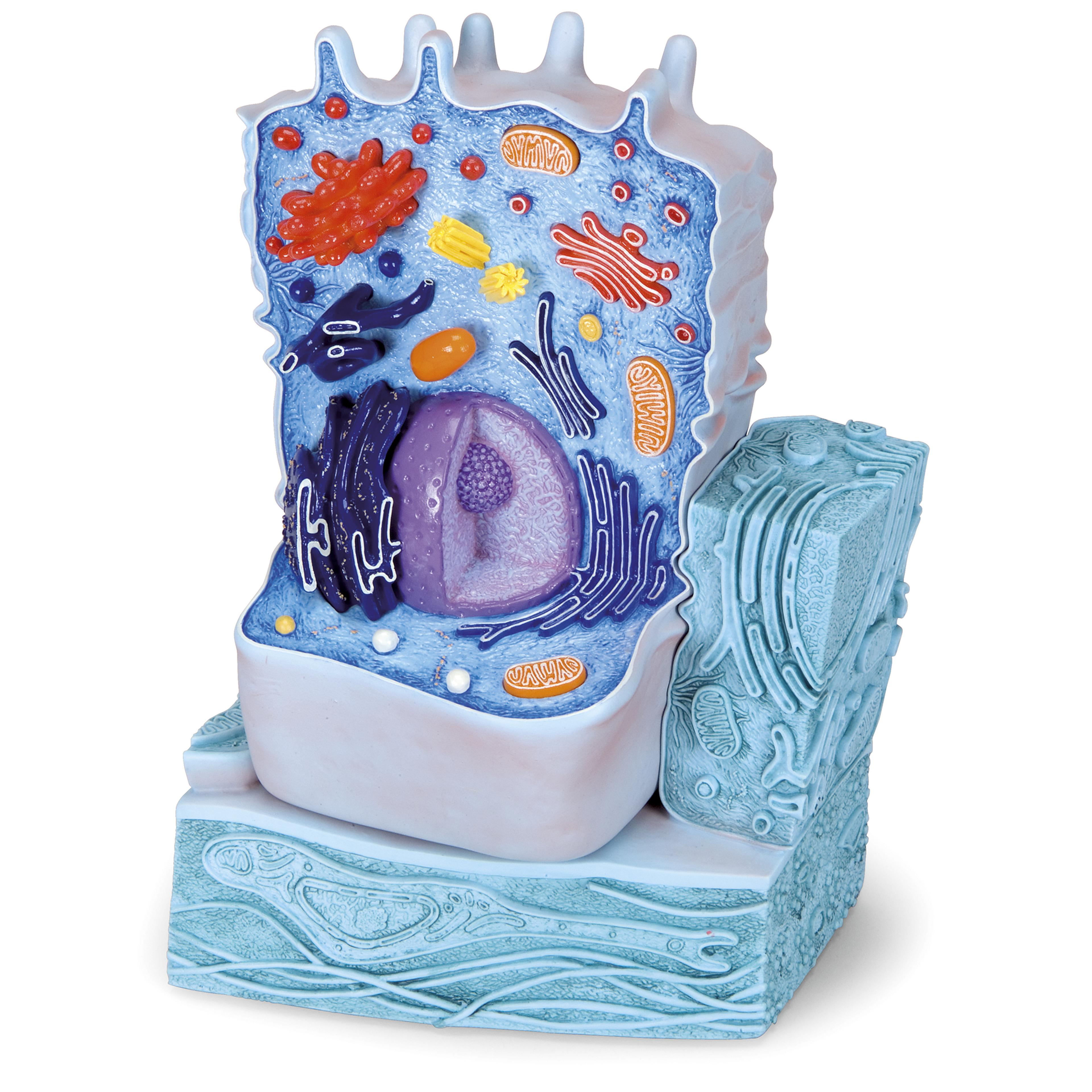 3B Scientific Animal Cell Model