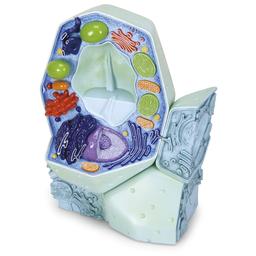 3B Scientific Plant Cell Model