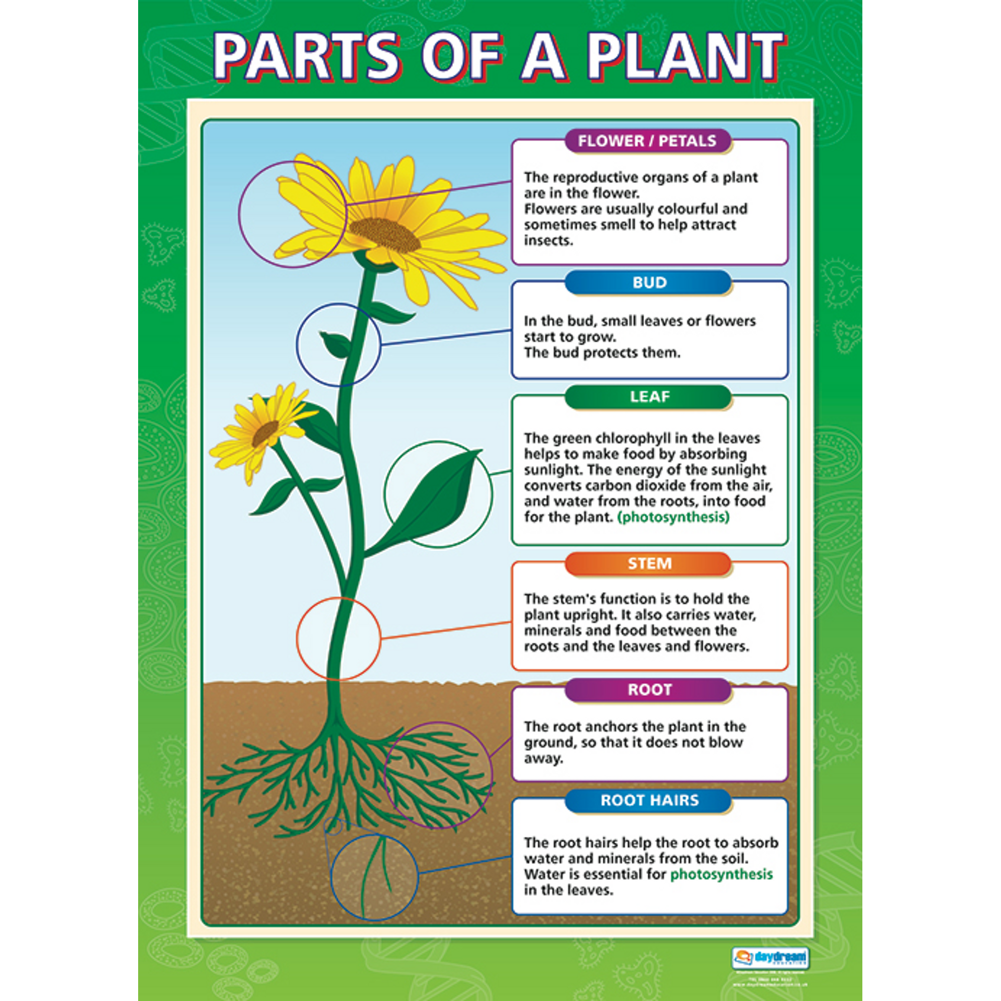 Plants kinds. Растения. Плакат. Parts of a Plant. Parts of Plants for Kids. Parts of a Flower for Kids.