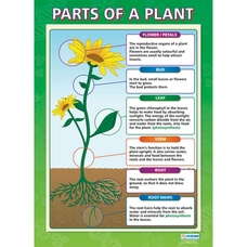 Plants Posters - Pack of 2