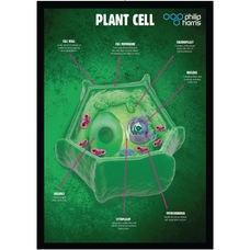 Pack of 3 Posters, Cell Structures