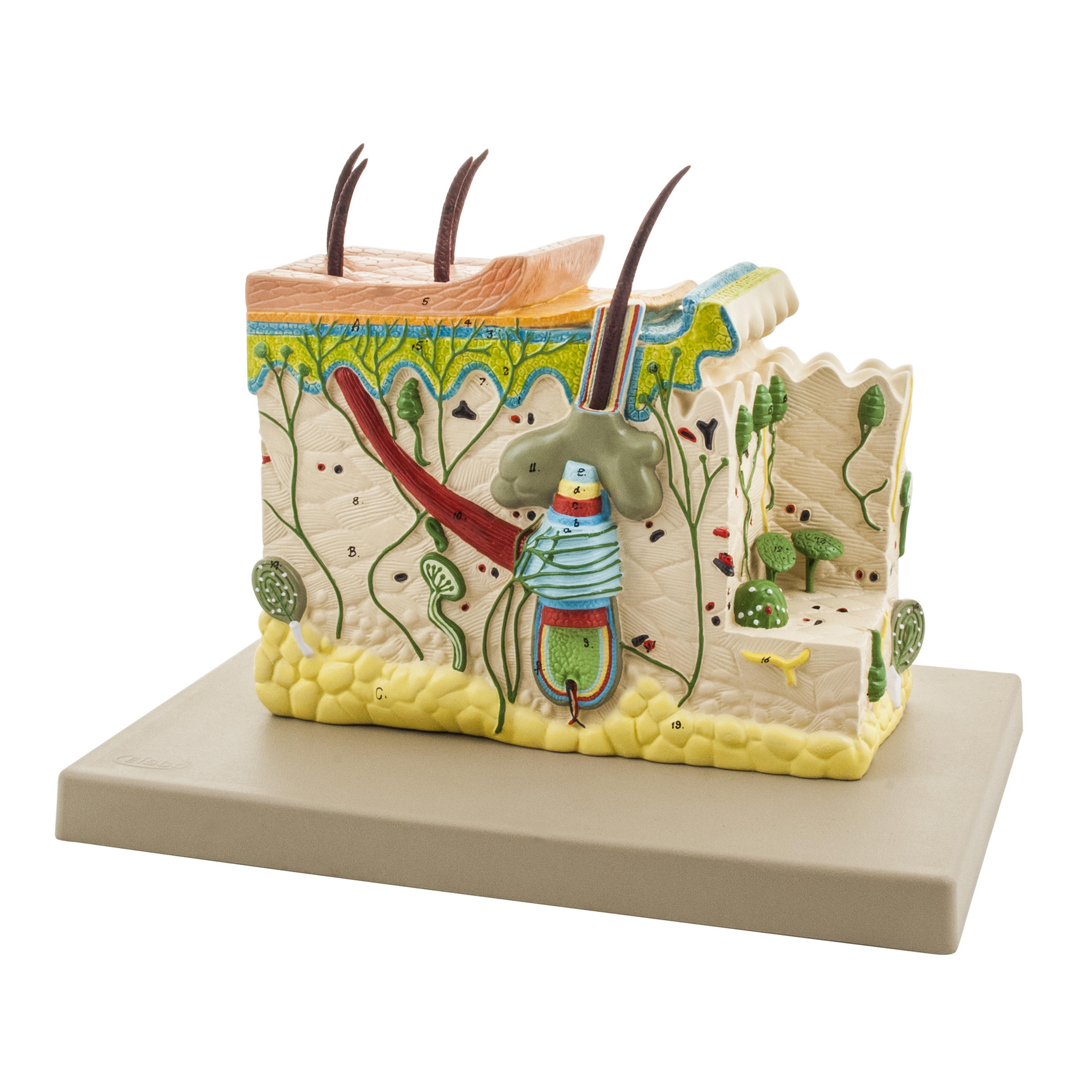Skin Section Model