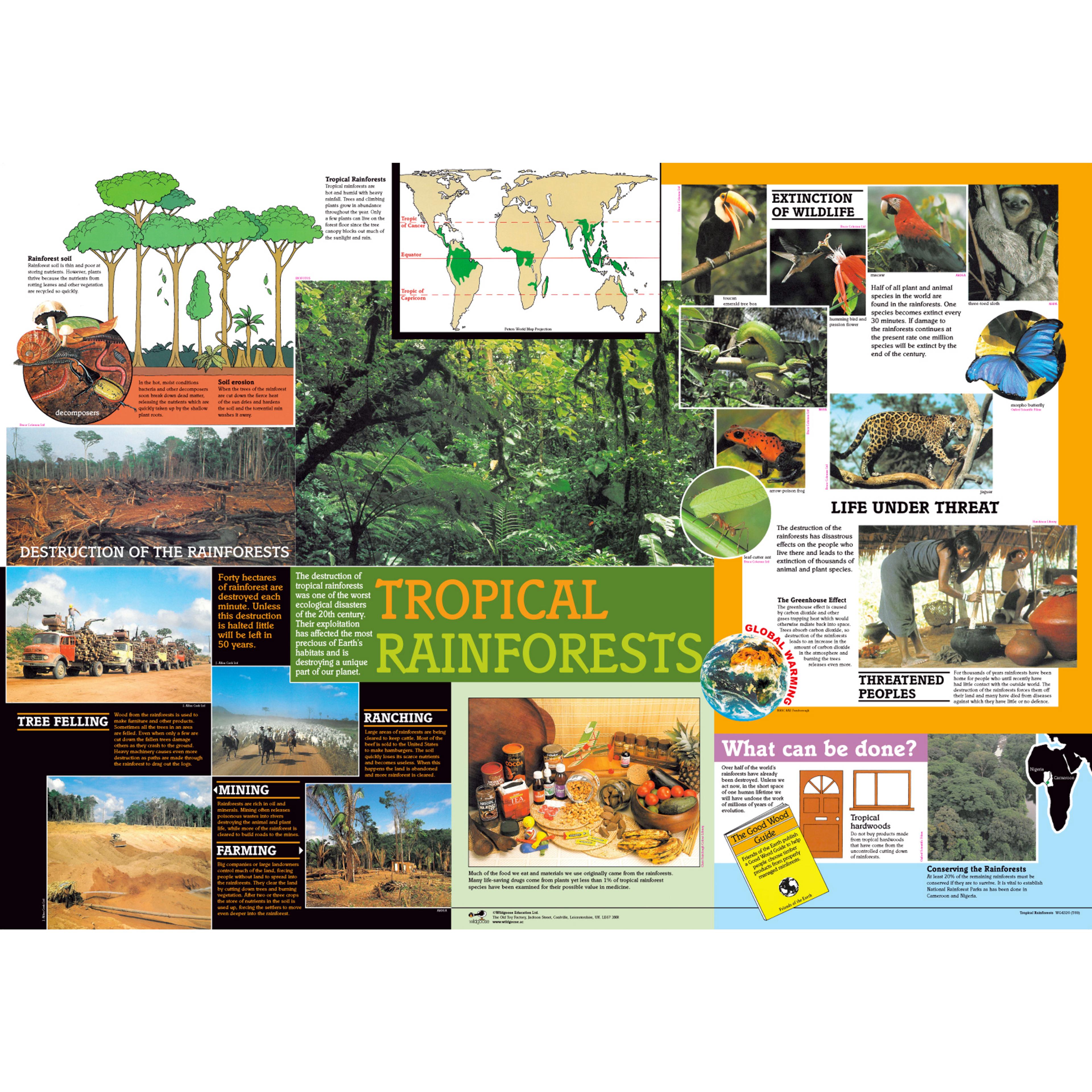 wildgoose Tropical Rainforest Poster