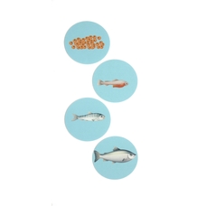 Fish Life Cycle Add On from Hope Education