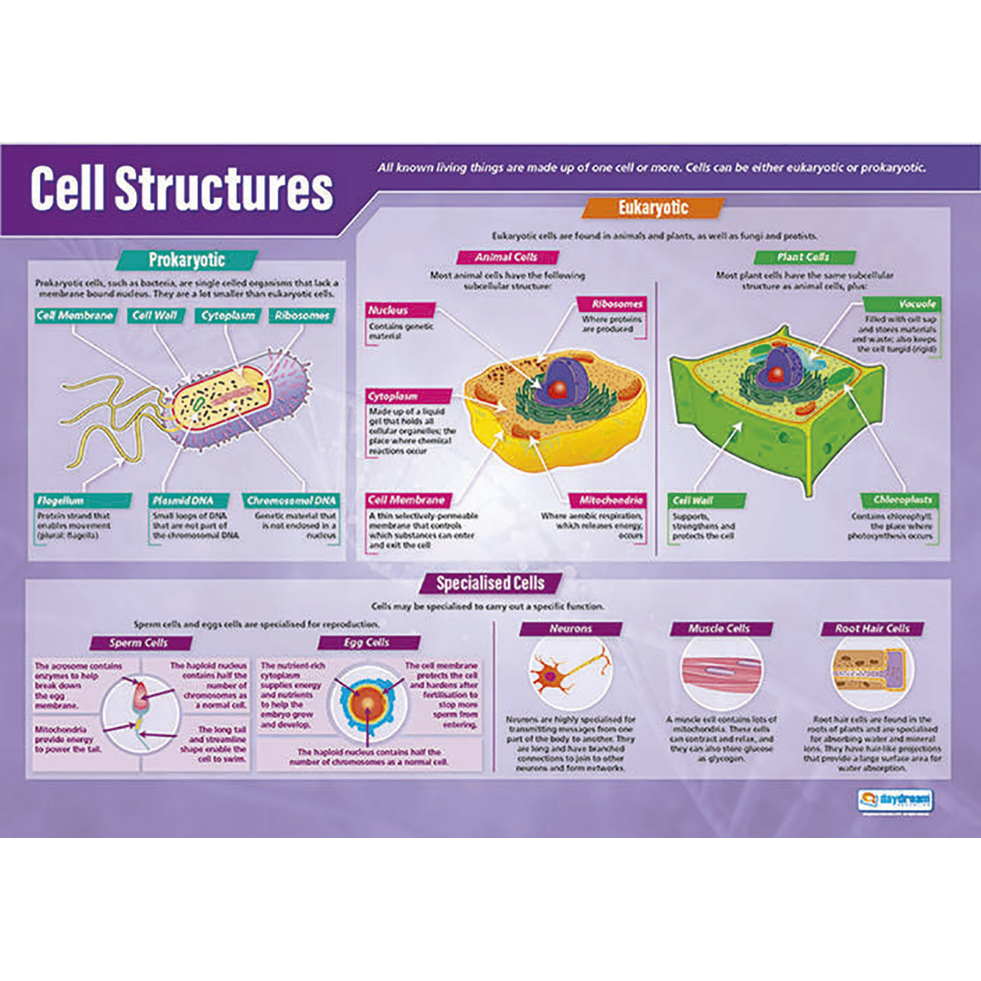 E8R07275 - Cell Structures Poster | Findel International