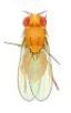 Drosophila Yellow Body Small Culture