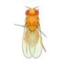 Drosophila: Wild Type, Yellow Body - Small Culture