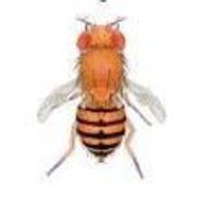 Drosophila: Wild Type, Vestigial Wing - Small Culture