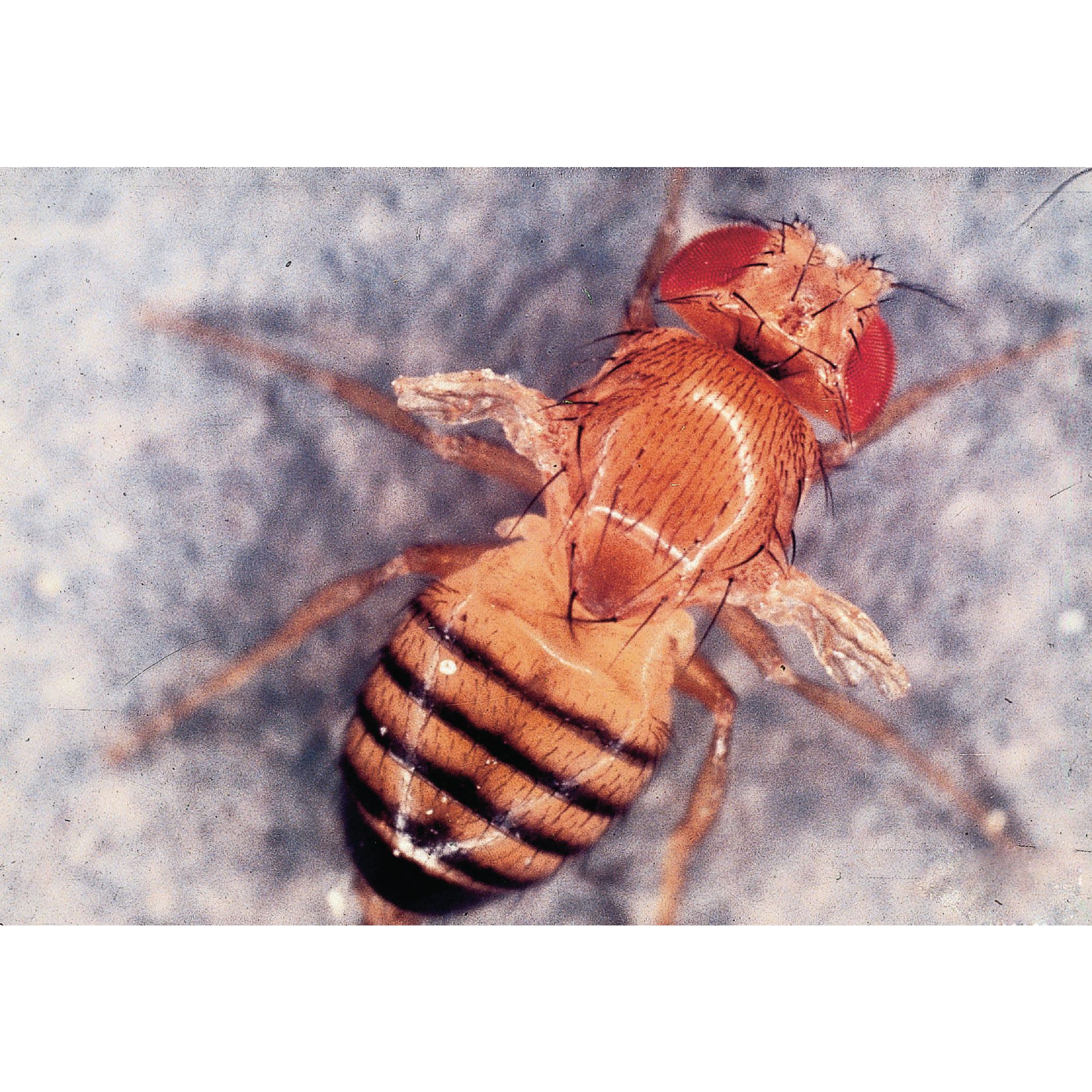 Drosophila Scarlet Eye Small Culture