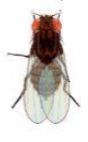 Drosophila Ebony Body Small Culture