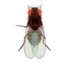 Drosophila: Wild Type, Ebony Body - Small Culture
