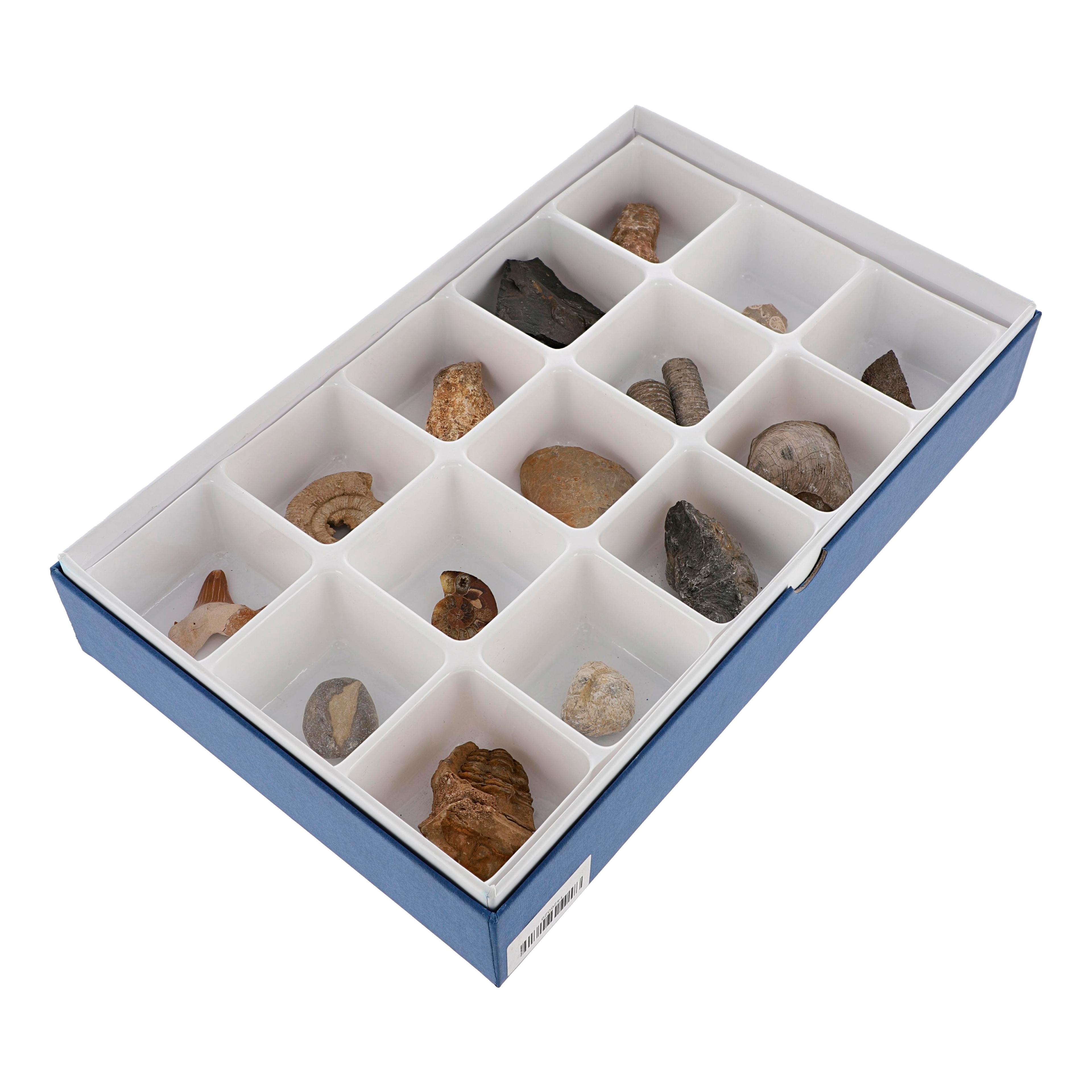 Fossil Set