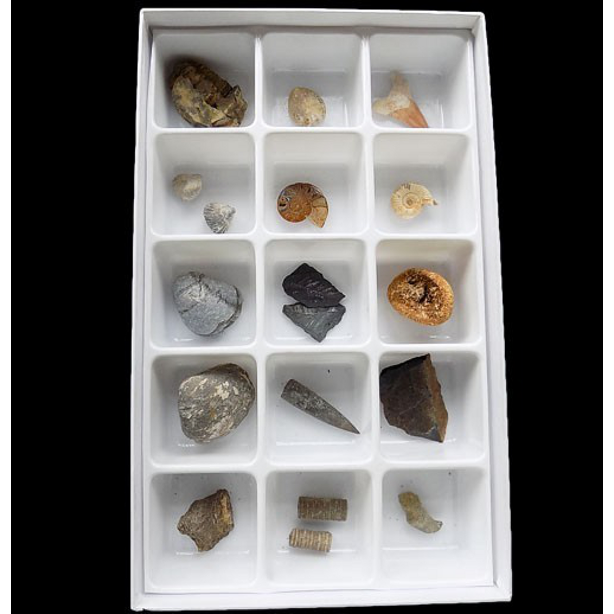 15 Specimen Fossil Set