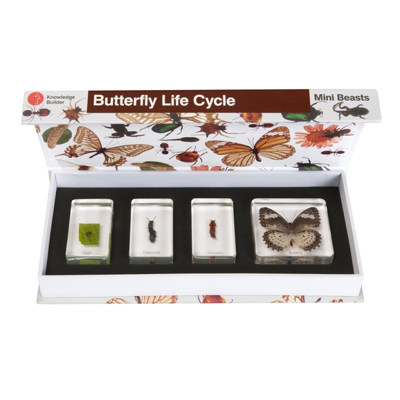 Butterfly Specimen Life Cycle Of A Butterfly Resin Block Paperweight ...