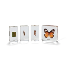 Butterfly Life Cycle - Real Life Specimens