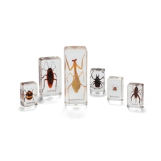 Insects And Spiders - Real Life Specimens