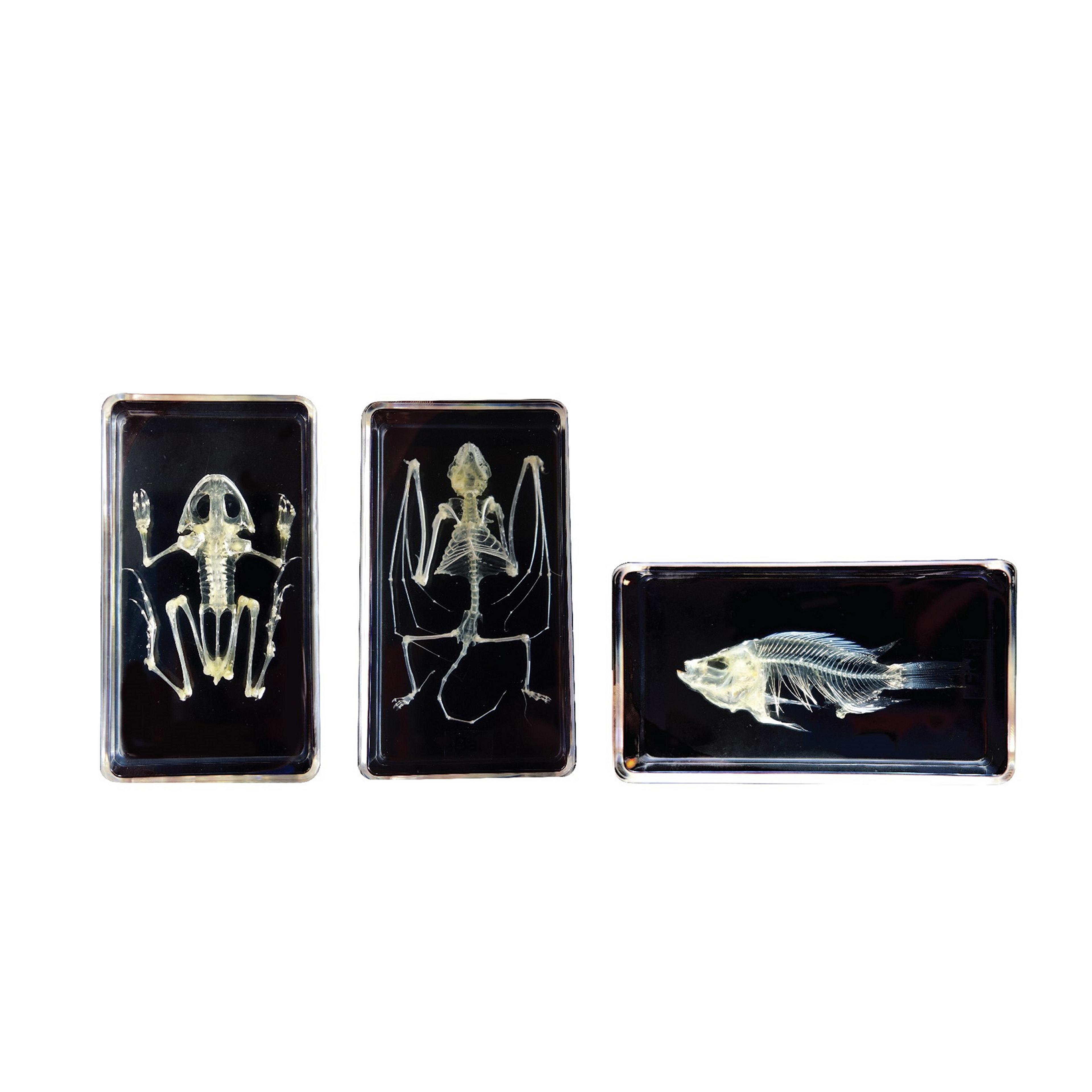 Ocean Skeletons - Real Life Specimens