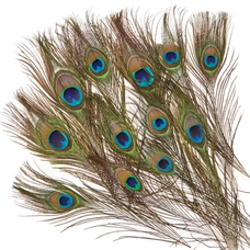 Classmates Peacock Feathers