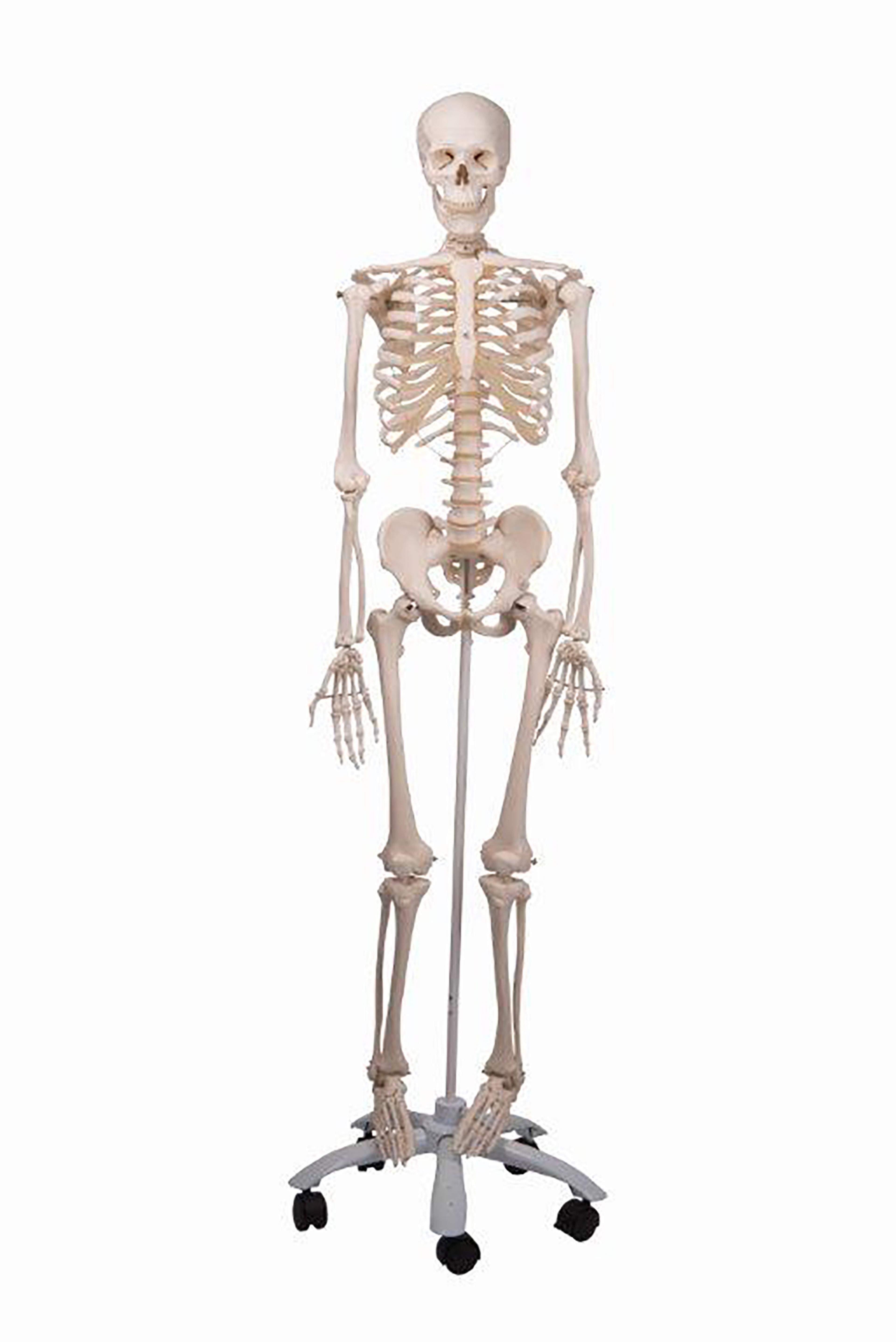 Plastic Skeleton - Full Size