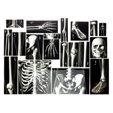 Human Skeleton: True To Life