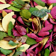 Dried Coloured Leaves