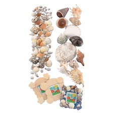 Small Shells - Pack of 144