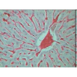 Philip Harris Prepared Microscope Slide Set - Histology II - Set of 20 Slides