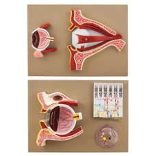 Human Eye Demonstration Model - 5 Sections