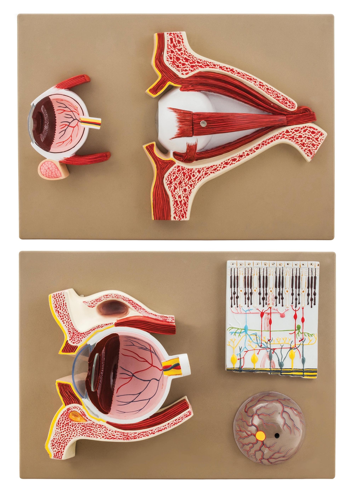 Human Eye Demonstration Model - 5 Sections | CP00050261 | Findel ...