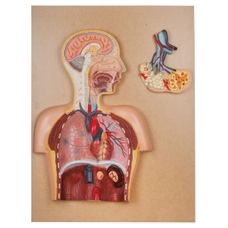 Respiratory System Model